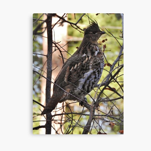Ruffed Canvas Print
