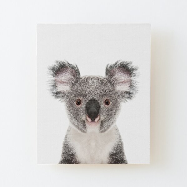 Retrato de oso koala Lámina montada de madera