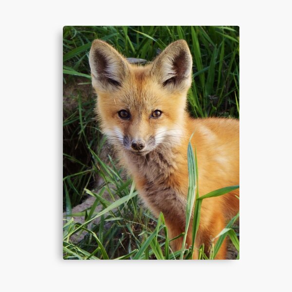Curious Kit Canvas Print