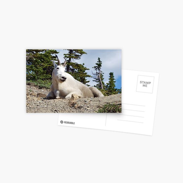King of the Mountain Postcard