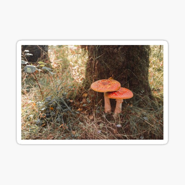 Fall Sticker