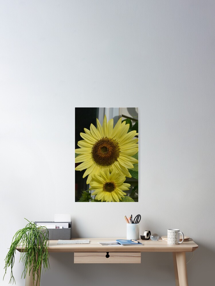 Póster «El girasol Double Lemon Queen florece en Boldly Grow Homestead» de  Gold-Coin | Redbubble