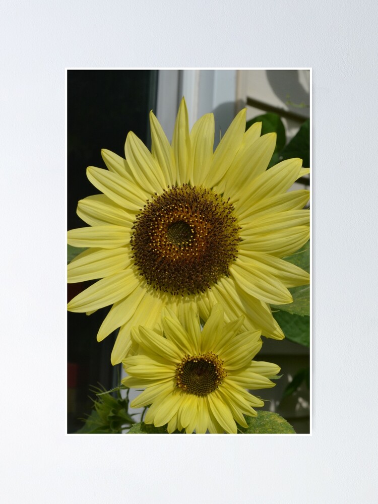 Póster «El girasol Double Lemon Queen florece en Boldly Grow Homestead» de  Gold-Coin | Redbubble