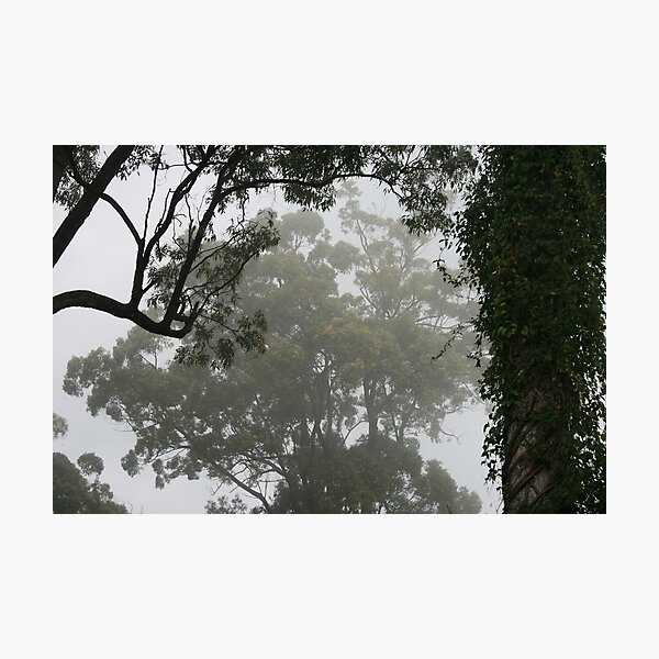 Item preview, Fog Through the Trees designed and sold by Robyn J. Blackford.