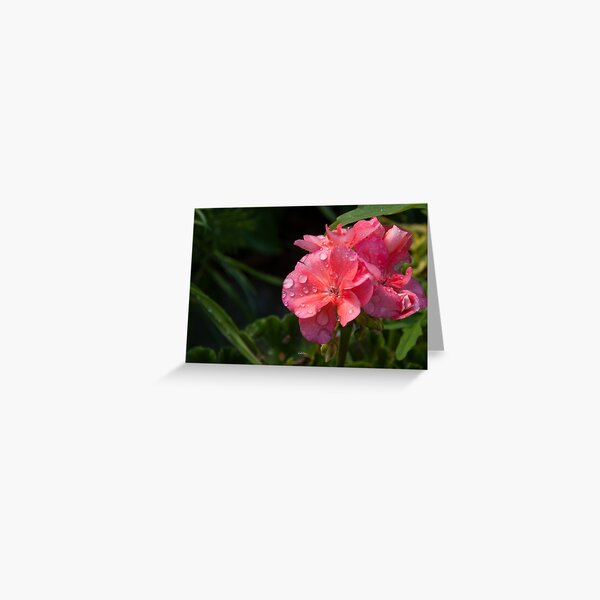 Pink flower with morning dew Greeting Card