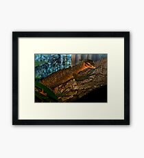 Lizard Framed Print