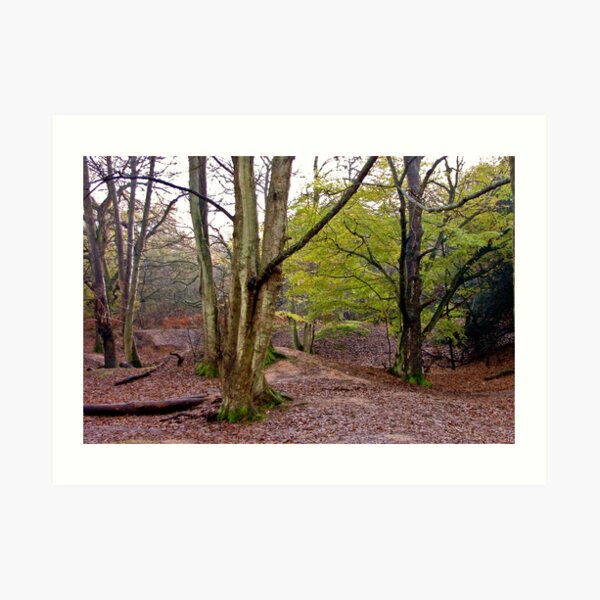 Autumn Woodland Art Print
