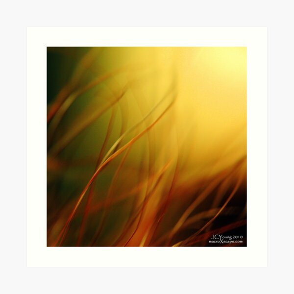 Sun Worshippers Art Print