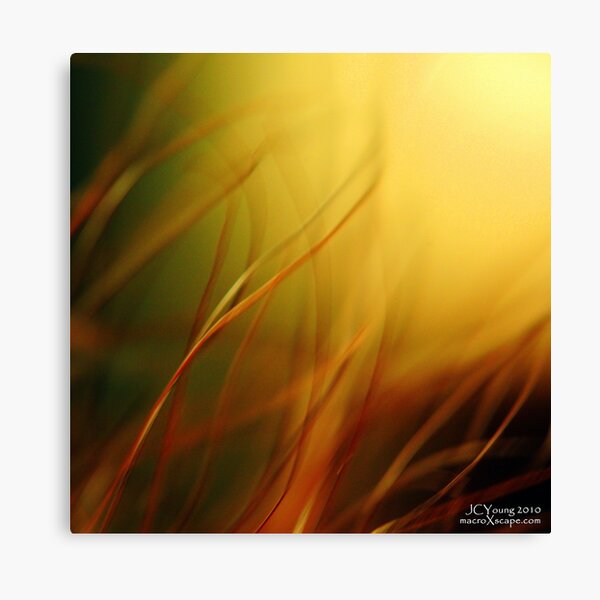 Sun Worshippers Canvas Print