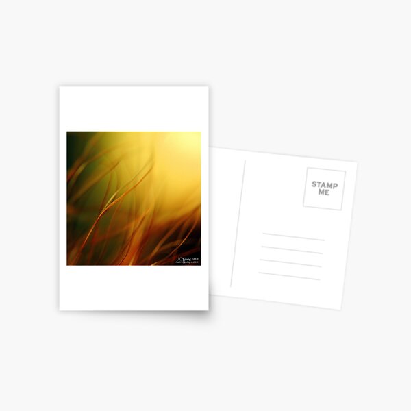 Sun Worshippers Postcard