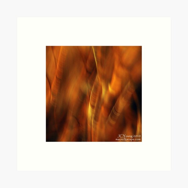 Remnants of Autumn Art Print