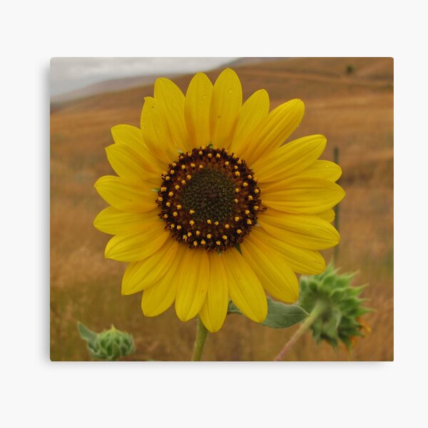 Sunflower Canvas Print