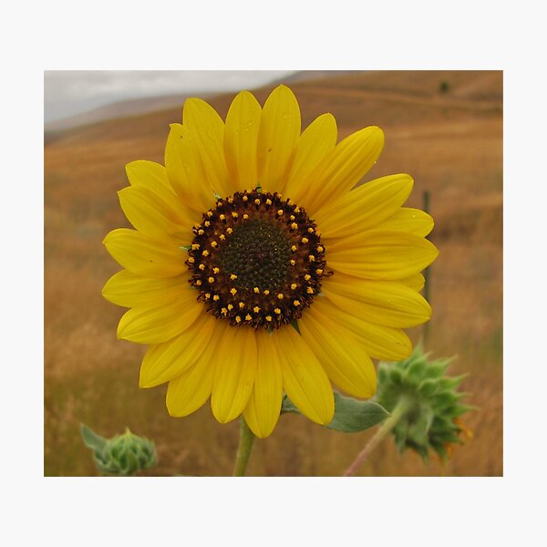 Sunflower Photographic Print