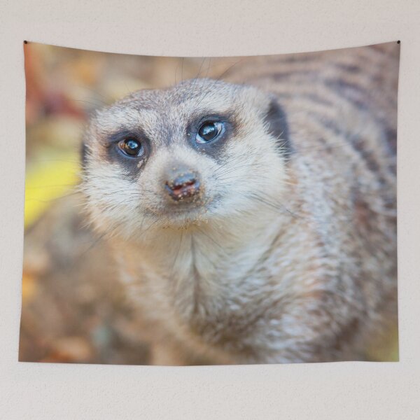 Item preview, Meerkat designed and sold by Dominika Aniola.