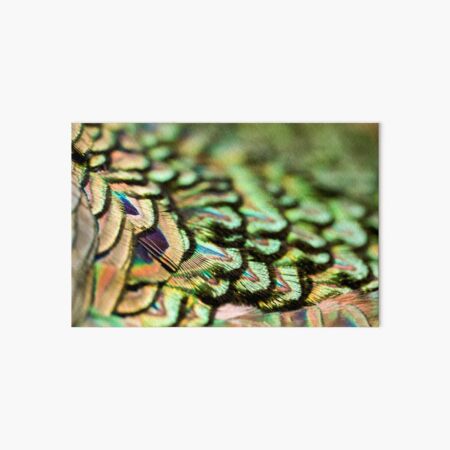 Peacock Feathers Art Board Print