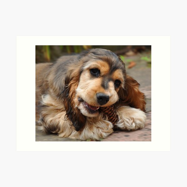 Pine Cone & Cocker Spaniel Art Print