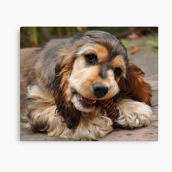 Pine Cone & Cocker Spaniel Canvas Print
