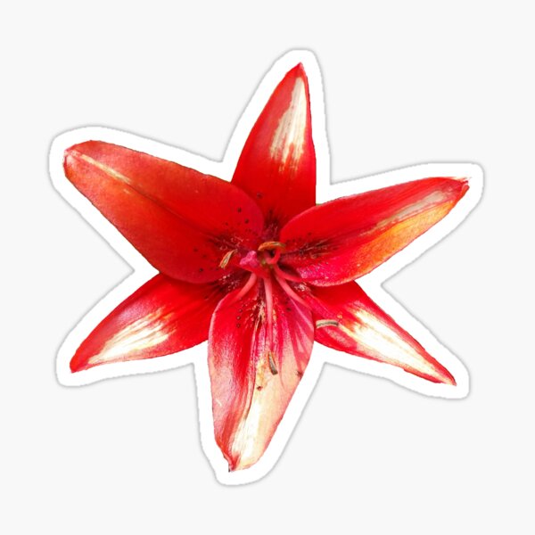 Bright Red Asiatic Lily Infinity (Dark) Sticker