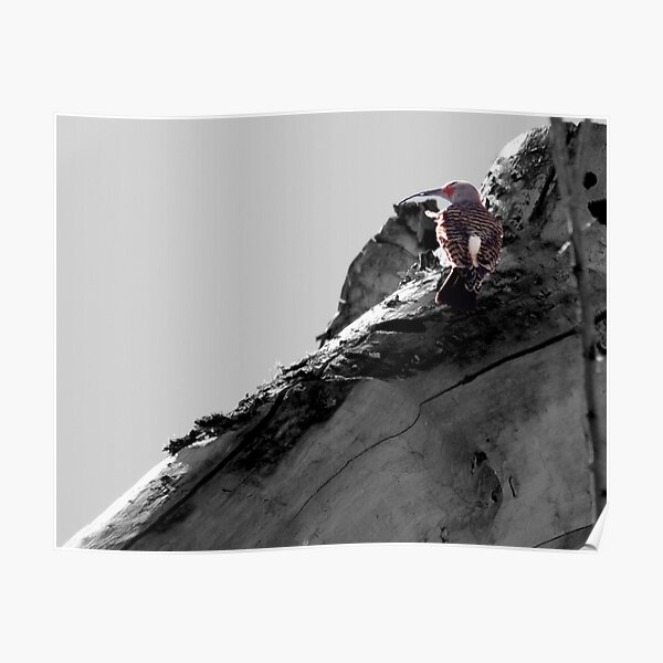 Woodpecker Poster