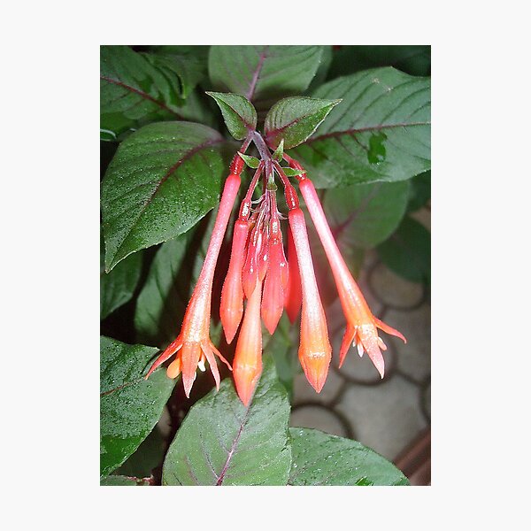 Artikelvorschau, Fuchsia entworfen und verkauft von Ana Belaj.