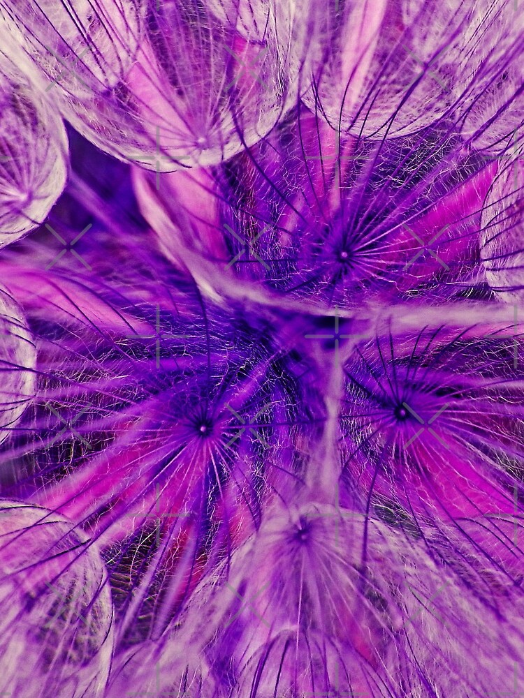 Goatsbeard Seed by MyWalledlife