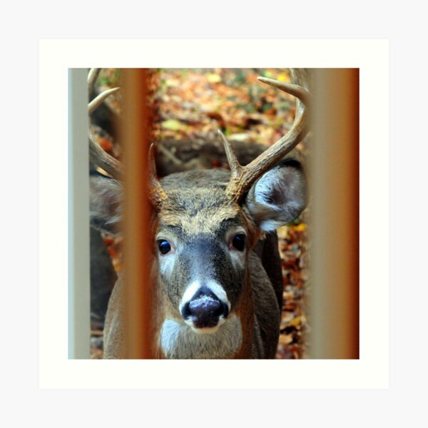 Knock at Window Art Print