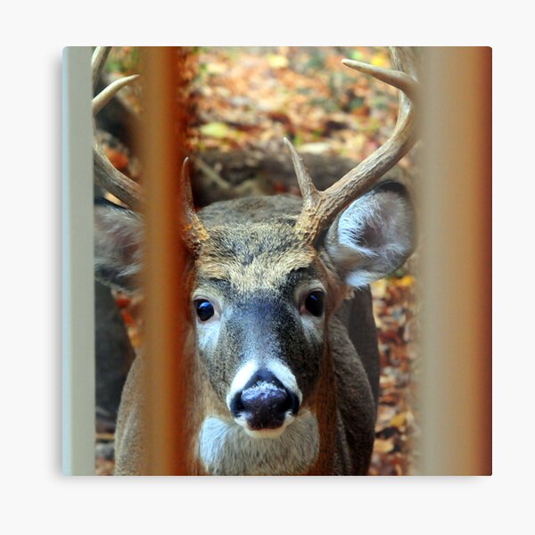 Knock at Window Metal Print