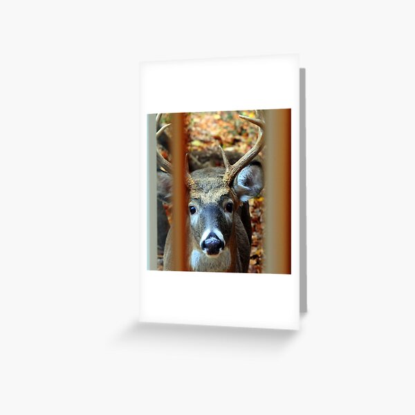 Knock at Window Greeting Card
