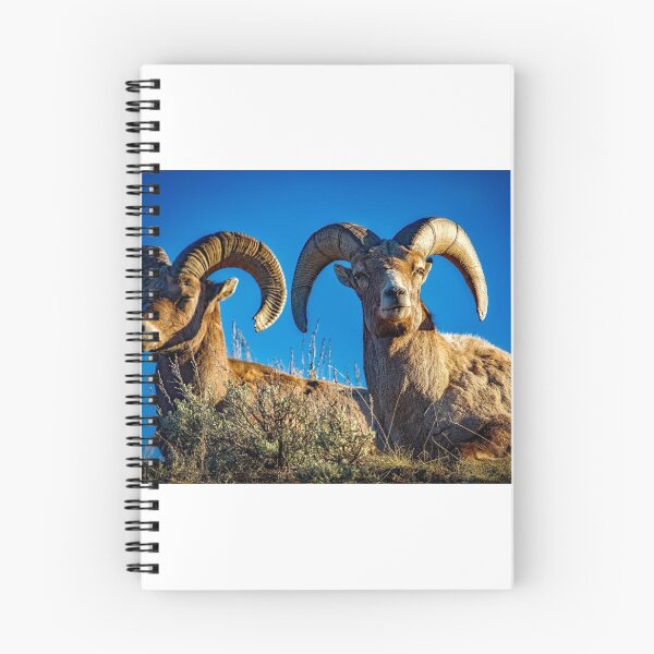 Item preview, Rams designed and sold by Zoozwear Apparel.