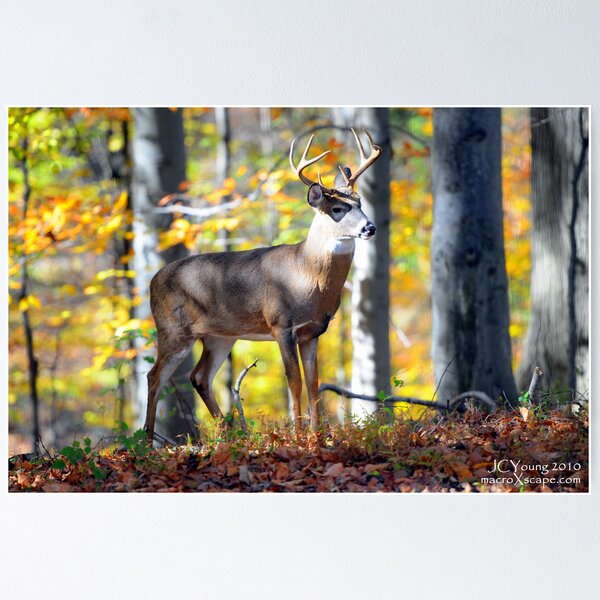 Artikelvorschau, Wildlife in the Backyard entworfen und verkauft von MacroXscape.
