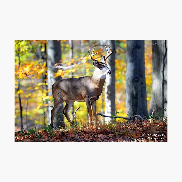 Artikelvorschau, Wildlife in the Backyard entworfen und verkauft von MacroXscape.