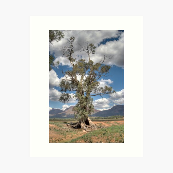Item preview, The Cazneaux Tree (HDR) , Flinders Ranges, South Australia designed and sold by Adrian Paul.