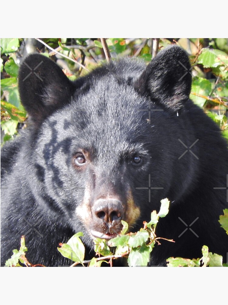 Black Bear Stare by MyWalledlife