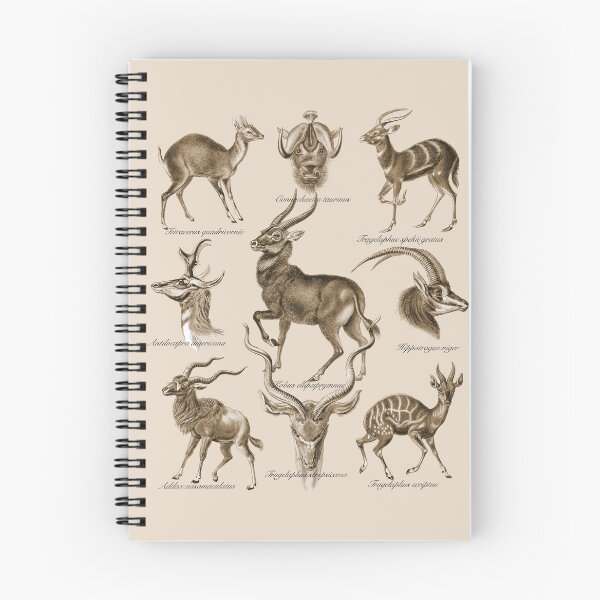 Item preview, Antilopina. the subfamily (now Antilopinae, family Bovidae) of gazelles. designed and sold by Squirrox.