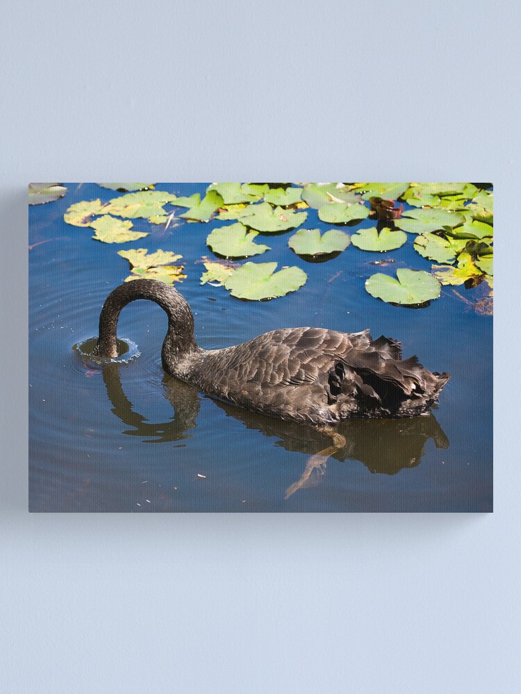 Thumbnail 2 of 3, Canvas Print, Swan Dive designed and sold by Richard  Windeyer.