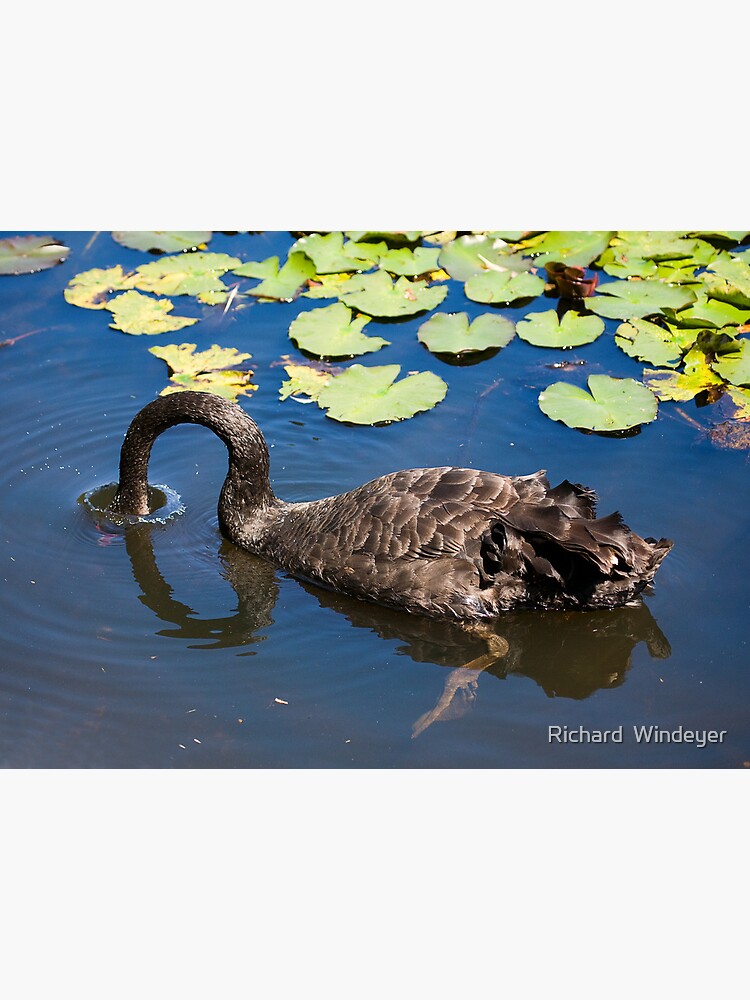 Swan Dive by RICHARDW