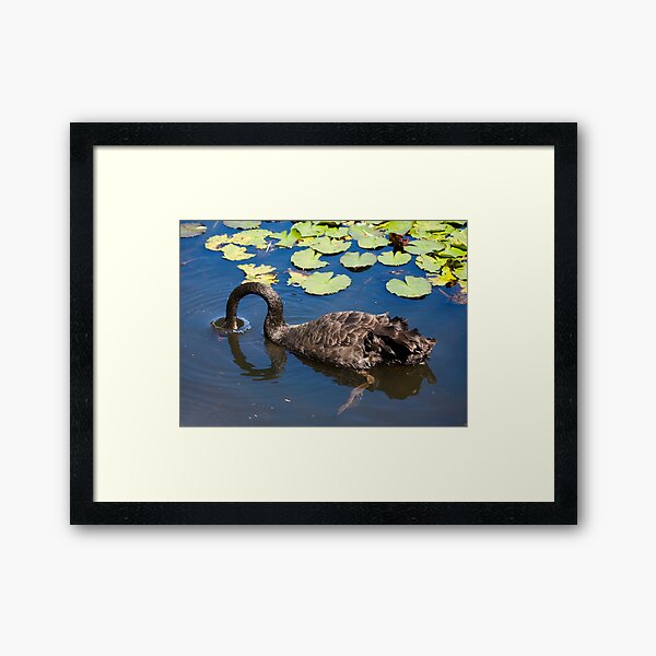 Swan Dive Framed Art Print