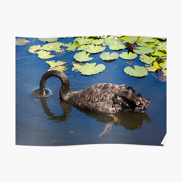 Swan Dive Poster