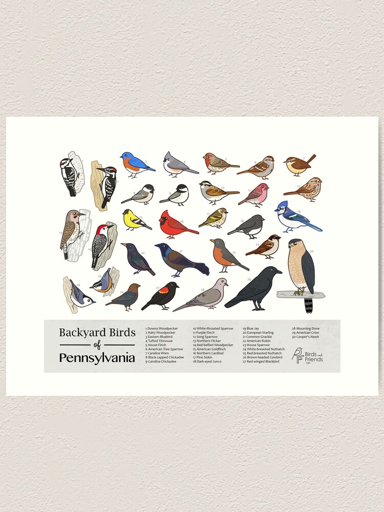"Pennsylvania Backyard Birds of Pennsylvania Field Guide Print Bird