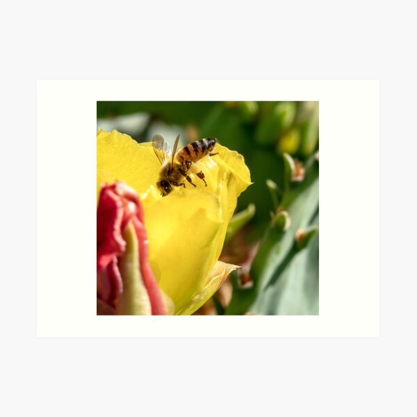 Bee And Cactus Flowers Gifts Merchandise Redbubble - cactus bee man roblox