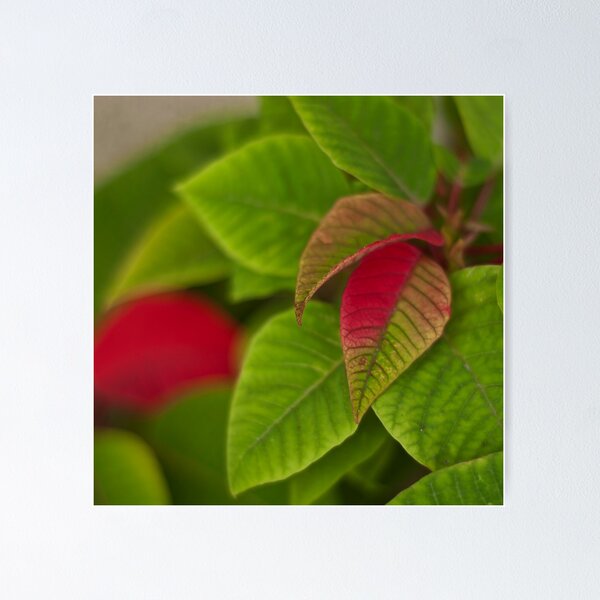 Item preview, Transition designed and sold by Andrea Rapisarda.