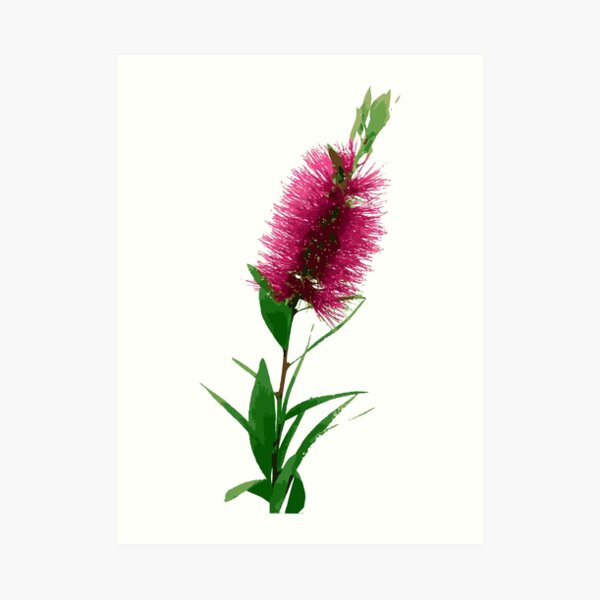 Bottlebrush Flower - Australian Native Floral - Pink Art Print