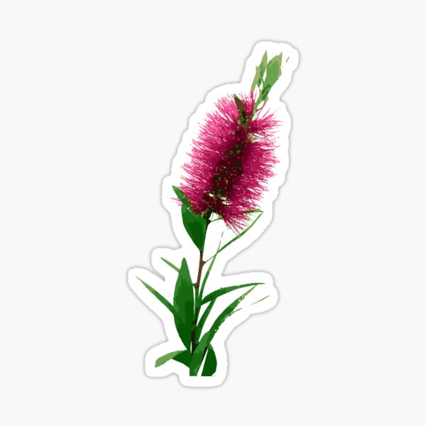 Item preview, Bottlebrush Flower - Australian Native Floral - Pink designed and sold by Annalee Beer.