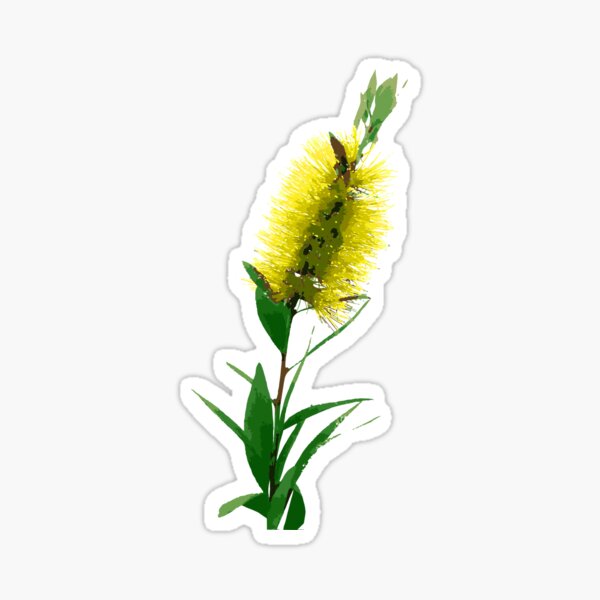 Bottlebrush Flower - Australian Native Florals Sticker