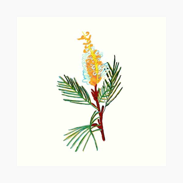 Australian Native Flower - Bottlebrush Flower Art Print