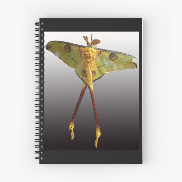 Item preview, Madagascan Moon Moth designed and sold by Sheila Smith.