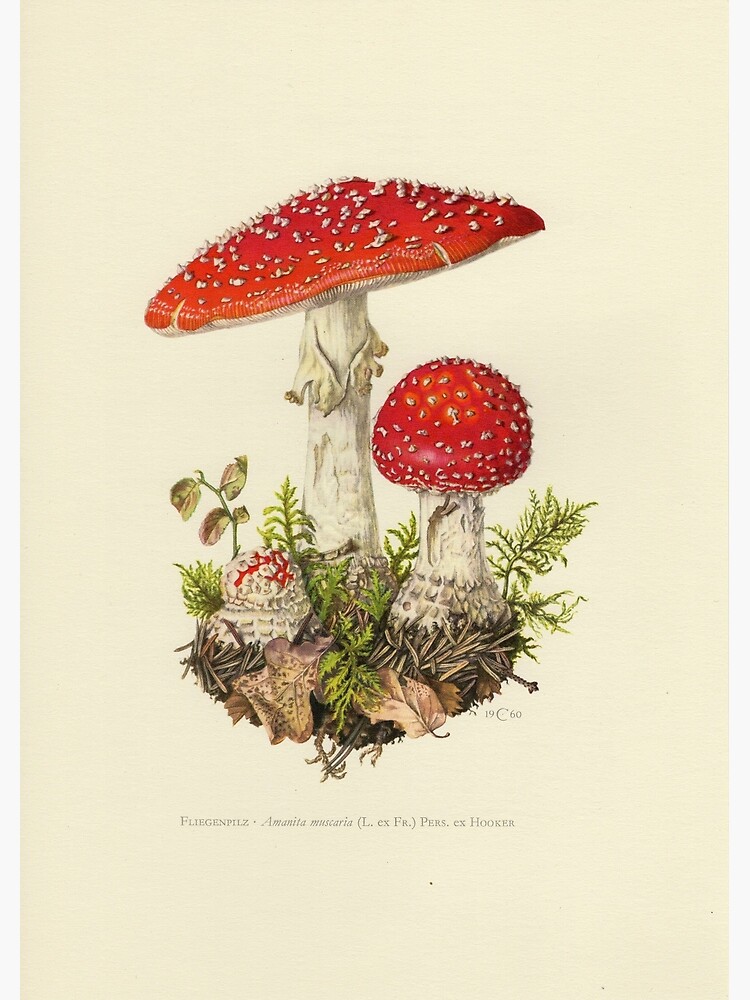 Vintage Repro Postcard: Tea for Two Berries Mushrooms Bird Mice Have Tea 