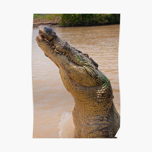 Croc smile, Northern Territory, Australia Poster