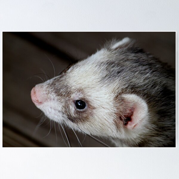 Item preview, Ferret Profile designed and sold by Caroline Hannessen.