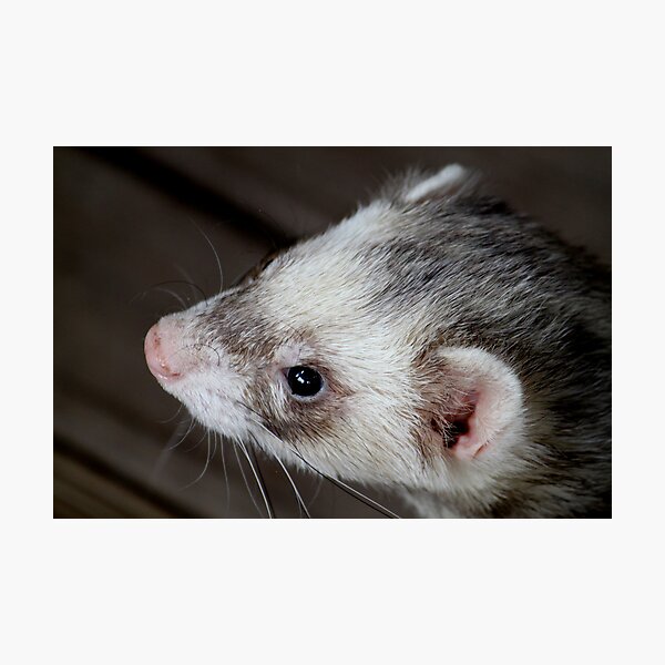 Aperçu de l'œuvre Profil de furet créée et vendue par Caroline Hannessen.